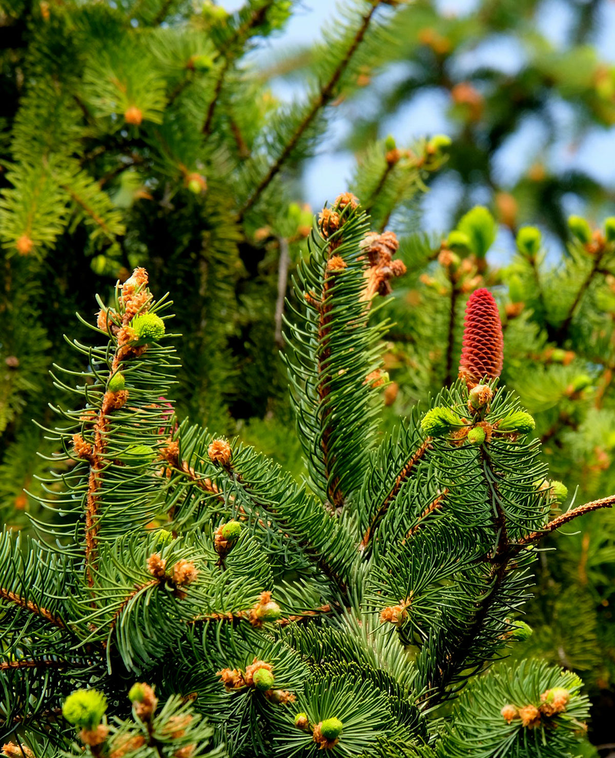 Sapin | Guilde des Herboristes